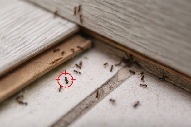 Best Local Pest Control Services  in Seabrook, TX