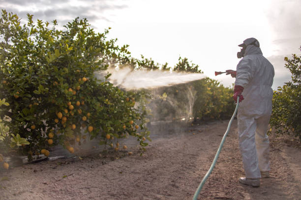 Pest Prevention Services in Seabrook, TX